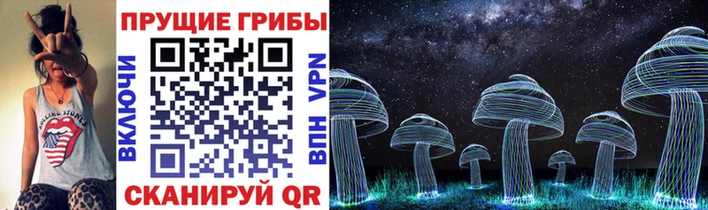 цена   Химки  Псилоцибиновые грибы Psilocybe 